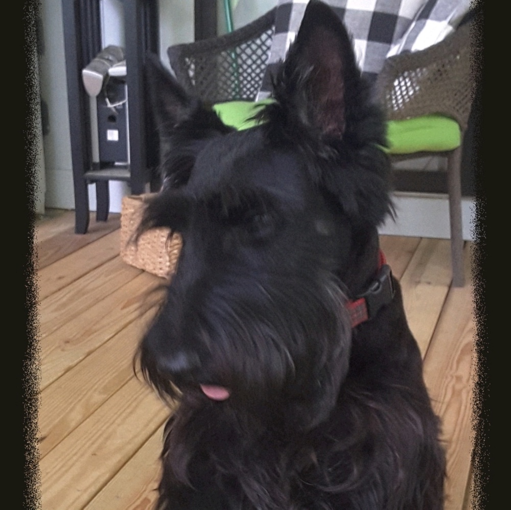 Meet your Posher, Leslie